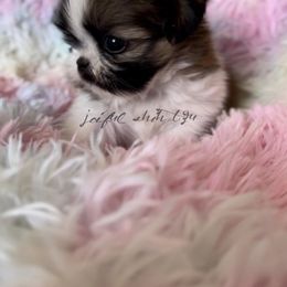 Shih Tzu Puppies from Joiful Shih Tzu