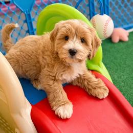 Nougat - Apricot male Australian Labradoodle puppy in Londonderry, New Hampshire from Granite State Labradoodles