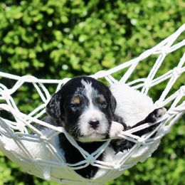 Vail - Tri-color male Bernedoodle puppy in Lowry City, Missouri from Cooper Creek Puppies