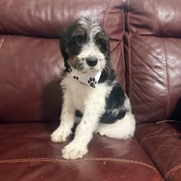 Joy - Tri-color male Labradoodle puppy in Plainfield, New Jersey from Caris Paws Poodles and Labradoodles
