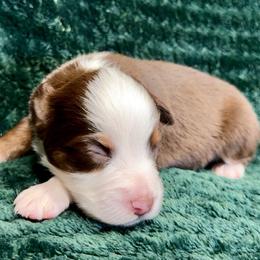 RMF8 - Red merle female Toy Australian Shepherd puppy in Pryor Creek, Oklahoma from DK’s Littles & Co