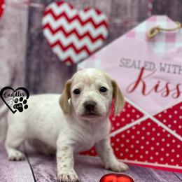 Tucker - Cream male Dachshund puppy in Nashville, Arkansas from Cuddles n Curls