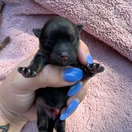 Girl 2 - Cream sable Pomeranian puppy in Bethel, Ohio from J&A Poms