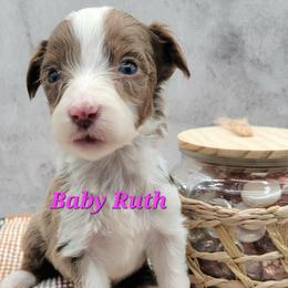 Baby Ruth - Brown merle female Aussiedoodle puppy in Boonville, North Carolina from Branch Creek kennels