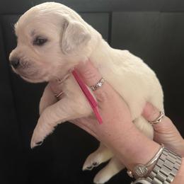 Reese girl pink collar - Light golden female Golden Retriever puppy in College Station, Texas from Golden Care Golden Retrievers