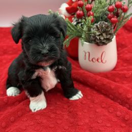 Lancelot a black with white - Black male Miniature Schnauzer puppy in Russell, Kentucky from Marjorie's Simply Schnauzer