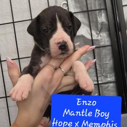 Enzo - Mantle male Great Dane puppy in Longview, Texas from Lazy A Danes