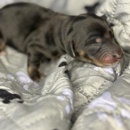 Girl 1 - Black and tan female Dachshund puppy in Vancouver, Washington from Cascade Minis