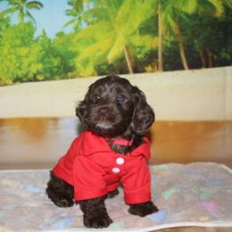 Cockapoo Puppies from JP Cockapoos LLC