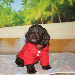 Cockapoo Puppies from JP Cockapoos LLC