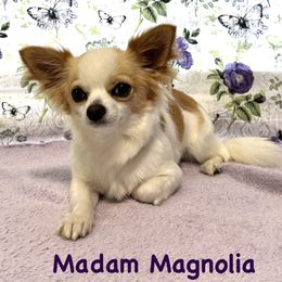 Chihuahua All Grown Up from Pensacola Chi Garden