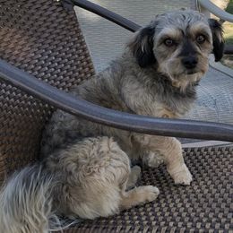 Shihpoos from Windy Acres Shihpoos