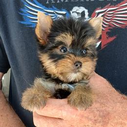 Girl 3 - Black and gold female Yorkshire Terrier puppy in Jamestown, Tennessee from Green Ridge