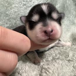 Nova - Black and white female Pomsky puppy in Valparaiso, Indiana from Valparaiso Pomskys