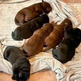 Boy 3 - Chocolate male Labrador Retriever puppy in Davenport, New York from New England Premier English Labradors