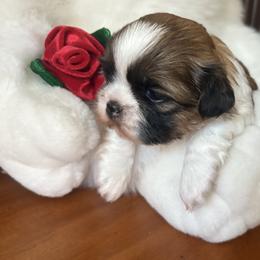 Lola - Tricolor female Shih Tzu puppy in Weeki Wachee, Florida from Svitlana Geist
