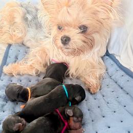 Blue - Black and tan male Yorkshire Terrier puppy in Keystone, Colorado from Kimora’s Kreation’s Kennel