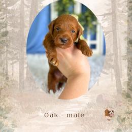 Oak - Red  male Goldendoodle puppy in Canton, Georgia from Teddy Puppies