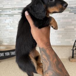 Dachshund Puppies from JUAREZ MINI DACHSHUNDS