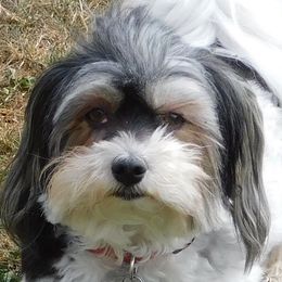 Havanese from Janet's Havanese