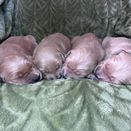 Female 2 - Dark golden female Golden Retriever puppy in Merrill, Michigan from Happy Tails Family Farm