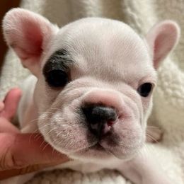 French Bulldogs from Seledkov Frenchies