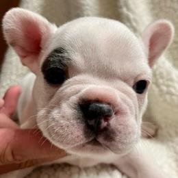 French Bulldogs from Seledkov Frenchies