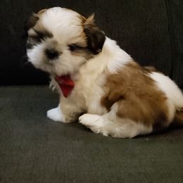 Shih Tzu Puppies from Delight Shihtzu