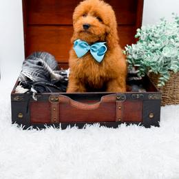 Edwin - Red  male Goldendoodle puppy in North Carolina from NC Doodle Puppies