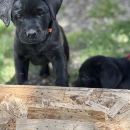 Labrador Retriever Puppies from Wings of Freedom Retrievers