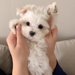 Maltese Puppies from B&O Maltese