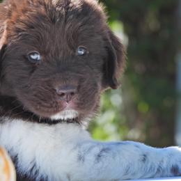 Honey Bear - White and brown female Newfoundland puppy in Dalton, Ohio from Newfforu