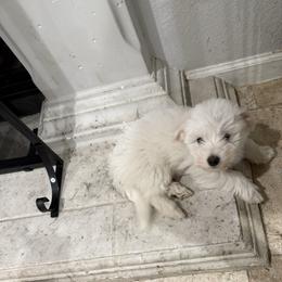 White boy cream ears - White male Coton de Tulear puppy in Pflugerville, Texas from Beethoven’s Cotons