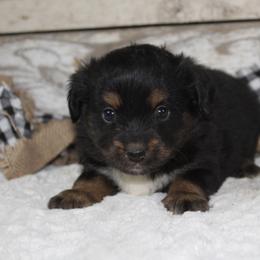 Banshee - Black Miniature Australian Shepherd puppy in Paris, Texas from Kuttin’ Up Mini Aussies