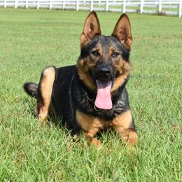 Nancy - German Shepherd