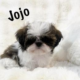 AKC Little JoJo - Tricolor male Shih Tzu puppy in Greenville, South Carolina from Babyface Shih Tzu