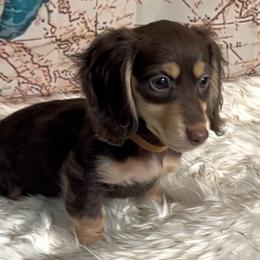 Kenzie's Chocolate and Cream -- Girl (Beige collar) - Chocolate and cream female Dachshund puppy in Kalama, Washington from Dazzling Doxies