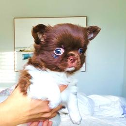 Beauty 9980( chocolate white) - Chocolate and white female Chihuahua puppy in Santa Rosa Beach, Florida from Eva's Chihuahua