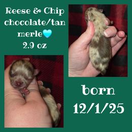 Boy 1 - Chocolate merle male Pomeranian puppy in Creswell, North Carolina from Grace's Poms🐾💕