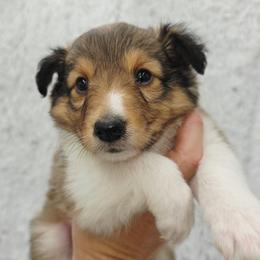 Rowan - Sable and white male Shetland Sheepdog puppy in Central City, Kentucky from Hope's Heart Shelties
