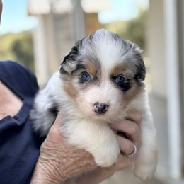 Australian Shepherd Puppies from Copper Sky Aussies of the Cental Coast