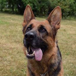 German Shepherds from Von Vollblut Shepherds