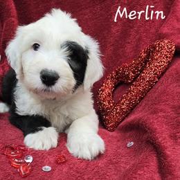 Sparky - Gray and white male Old English Sheepdog puppy in Sutherlin, Oregon from Sapphire Eyes Sheepdogs