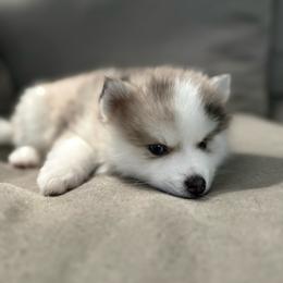 Ceo - Merle male Pomsky puppy in West Sacramento, California from Pinkie's Pomskies