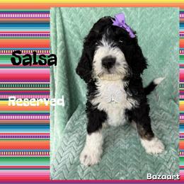 Salsa - Tri-color female Bernedoodle puppy in Godwin, North Carolina from Farm Sweet Farm Doodles