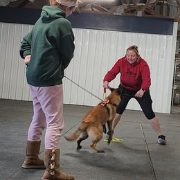 Australian Shepherd and Belgian Malinois Puppies from Rock 'n Wool Aussies & Malinois