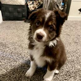 Suzu - Red tri-color female Australian Shepherd puppy in Sedro Woolley, Washington from CTR Farmstead