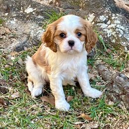 Girl 1 - female Cavalier King Charles Spaniel puppy in Diberville, Mississippi from Sophie’s AKC Cavaliers