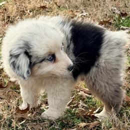 Leo - Blue merle male Australian Shepherd puppy in Grove, Oklahoma from Dollface Aussies