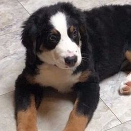 Bernedoodles, Bernese Mountain Dogs, and Norfolk Terriers from Holston Hollow Farm